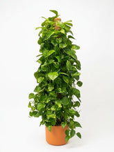 Charger l'image dans la galerie, Pothos