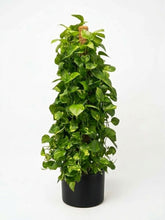 Charger l'image dans la galerie, Pothos
