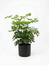 Charger l'image dans la galerie, Radermachera