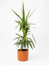 Charger l'image dans la galerie, Yucca
