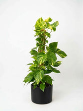 Charger l'image dans la galerie, Pothos