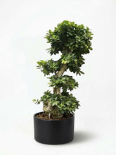 Charger l'image dans la galerie, Bonsai Ficus