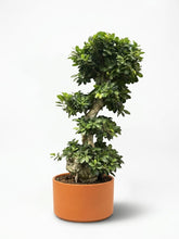 Charger l'image dans la galerie, Bonsai Ficus
