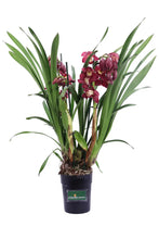 Carica l'immagine nel visualizzatore di Gallery, orchidea cimbydium con vaso terracotta