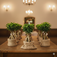 Charger l'image dans la galerie, Bomboniera "Ficus Ginseng Zen" – La Forza della Natura in Miniatura 🌿