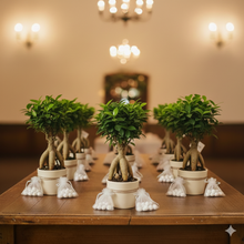 Charger l'image dans la galerie, Bomboniera "Ficus Ginseng Zen" – La Forza della Natura in Miniatura 🌿