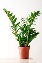 Carica l'immagine nel visualizzatore di Gallery, Zamioculcas Mimma