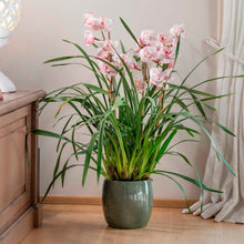 Carica l'immagine nel visualizzatore di Gallery, orchidea cimbydium con vaso terracotta