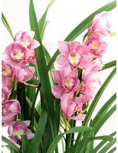 Carica l'immagine nel visualizzatore di Gallery, orchidea cimbydium con vaso terracotta