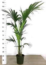 Carica l'immagine nel visualizzatore di Gallery, kenzia