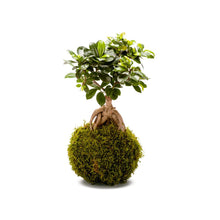 Load image into Gallery viewer, kokedama ficus bonsai