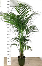 Carica l'immagine nel visualizzatore di Gallery, kenzia