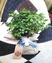 Carica l'immagine nel visualizzatore di Gallery, Bomboniera ficus bonsai x 10 piante