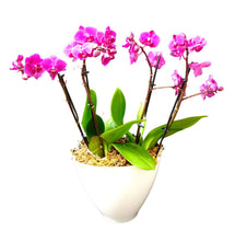 Carica l'immagine nel visualizzatore di Gallery, Mini Orchidea phalaenopsis composizione