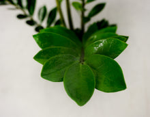 Carica l'immagine nel visualizzatore di Gallery, Zamioculcas Mimma - Flowers Palermo