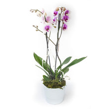 Carica l'immagine nel visualizzatore di Gallery, Orchidea phalaenopsis 2 rami con porta vaso in terracotta