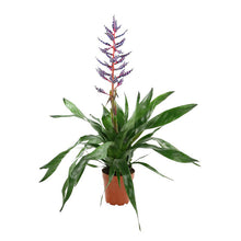 Cargar imagen en el visor de la galería, Aechmea Blu Rain