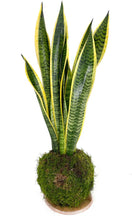 Carica l'immagine nel visualizzatore di Gallery, kokedama sansevieria