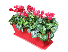 Carica l'immagine nel visualizzatore di Gallery, Fioriera con ciclamini