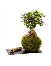 Load image into Gallery viewer, kokedama ficus bonsai