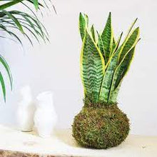Carica l'immagine nel visualizzatore di Gallery, kokedama sansevieria