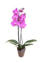 Carica l'immagine nel visualizzatore di Gallery, Orchidea phalaenopsis 2 rami con porta vaso in terracotta