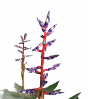 Cargar imagen en el visor de la galería, Aechmea Blu Rain - Flowers Palermo