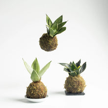 Carica l'immagine nel visualizzatore di Gallery, kokedama sansevieria