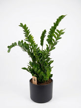 Carica l'immagine nel visualizzatore di Gallery, Zamioculcas
