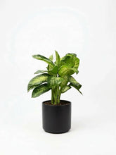 Charger l'image dans la galerie, Dieffenbachia
