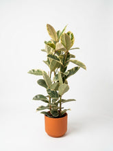 Charger l'image dans la galerie, Ficus robusta / Elastica
