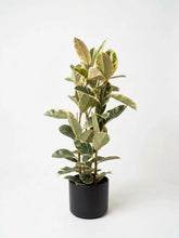 Charger l'image dans la galerie, Ficus robusta / Elastica
