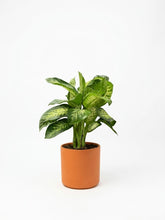 Charger l'image dans la galerie, Dieffenbachia
