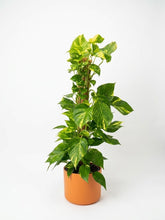Charger l'image dans la galerie, Pothos
