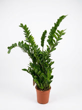 Carica l'immagine nel visualizzatore di Gallery, Zamioculcas
