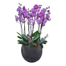 Lade das Bild in den Galerie-Viewer, Cachepot ceramica con 4 orchidee
