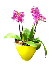 Carica l'immagine nel visualizzatore di Gallery, Mini Orchidea phalaenopsis composizione
