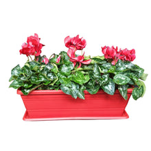 Carica l&#39;immagine nel visualizzatore di Gallery, Fioriera con ciclamini
