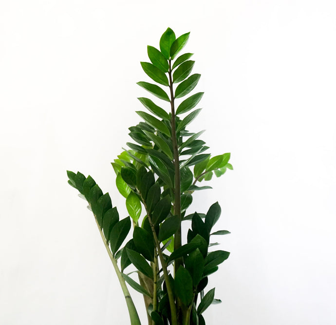 Zamioculcas Mimma - Flowers Palermo