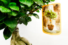Load image into Gallery viewer, Bonsai di Ficus Polo - Flowers Palermo
