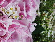 Charger l&#39;image dans la galerie, Bouquet di Ortensie - Charlotte - Flowers Palermo
