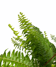 Cargar imagen en el visor de la galería, Felce - Flowers Palermo
