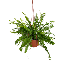 Cargar imagen en el visor de la galería, Felce - Flowers Palermo
