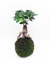 Cargar imagen en el visor de la galería, kokedama ficus bonsai
