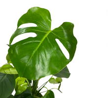 Load image into Gallery viewer, Monstera - Flowers Palermo
