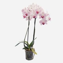 Load image into Gallery viewer, Orchidea phalaenopsis 2 rami con porta vaso in terracotta

