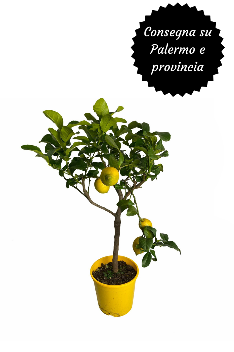 Alberello di Limone