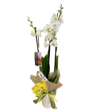 Lade das Bild in den Galerie-Viewer, Orchidea Phalaenopsis con mimosa e vaso terracotta
