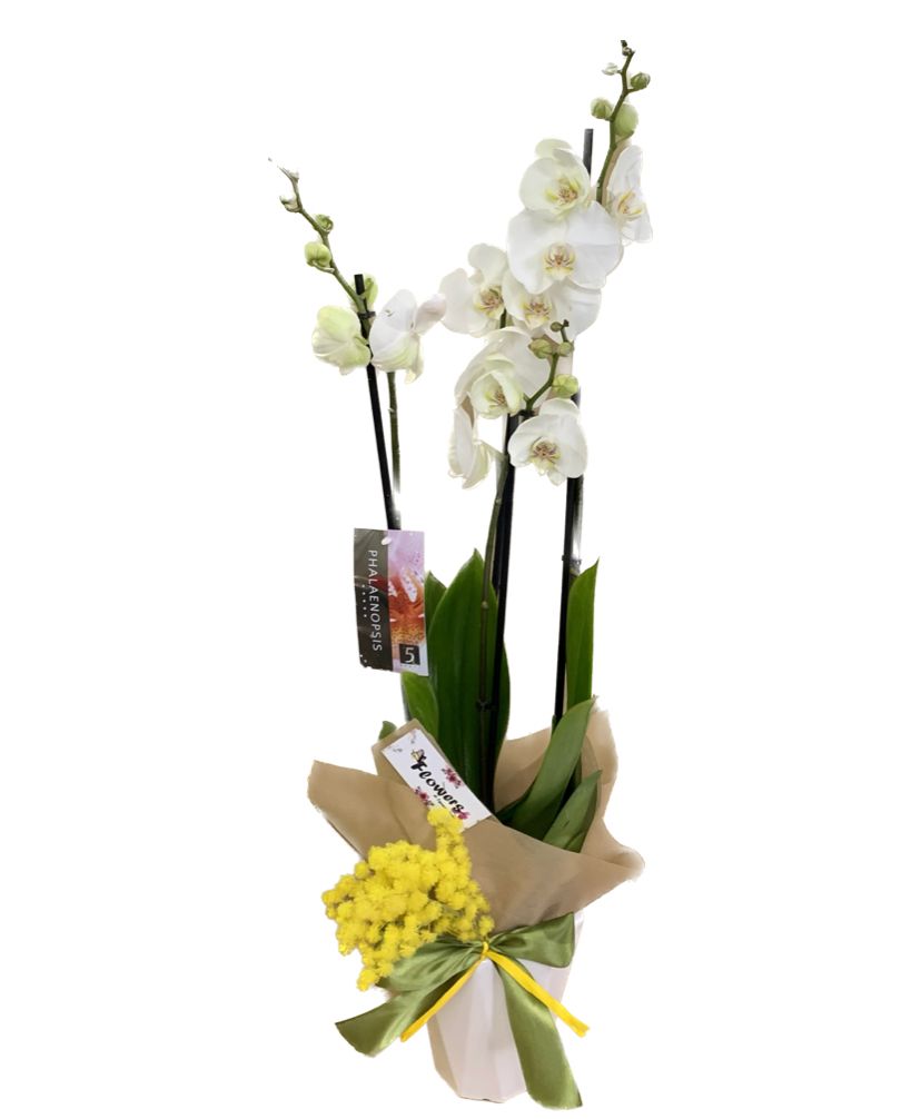 Orchidea Phalaenopsis con mimosa e vaso terracotta