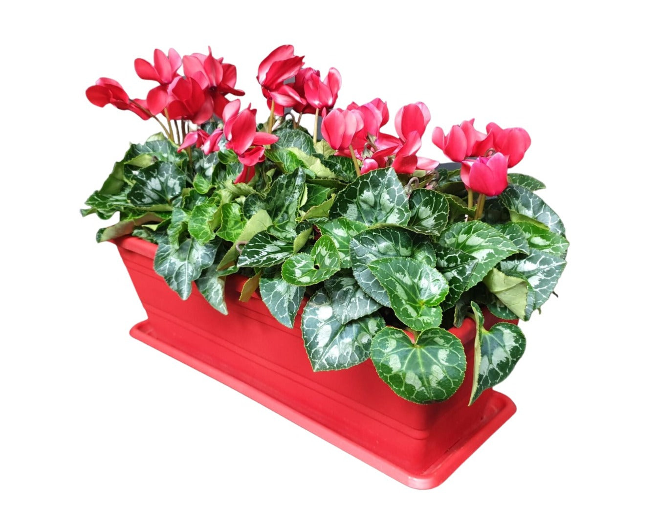 Fioriera con ciclamini